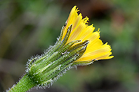 Leontodon hirtus Leontodon hirtus
